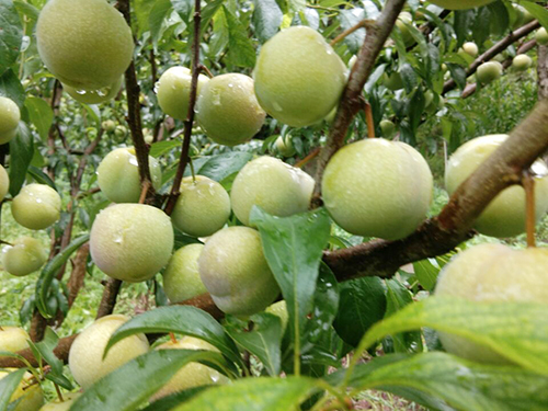 BETWAY������(����ķ��)�ٷ���վ-Official Platform